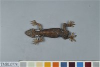 藏品(龜山壁虎)的圖片